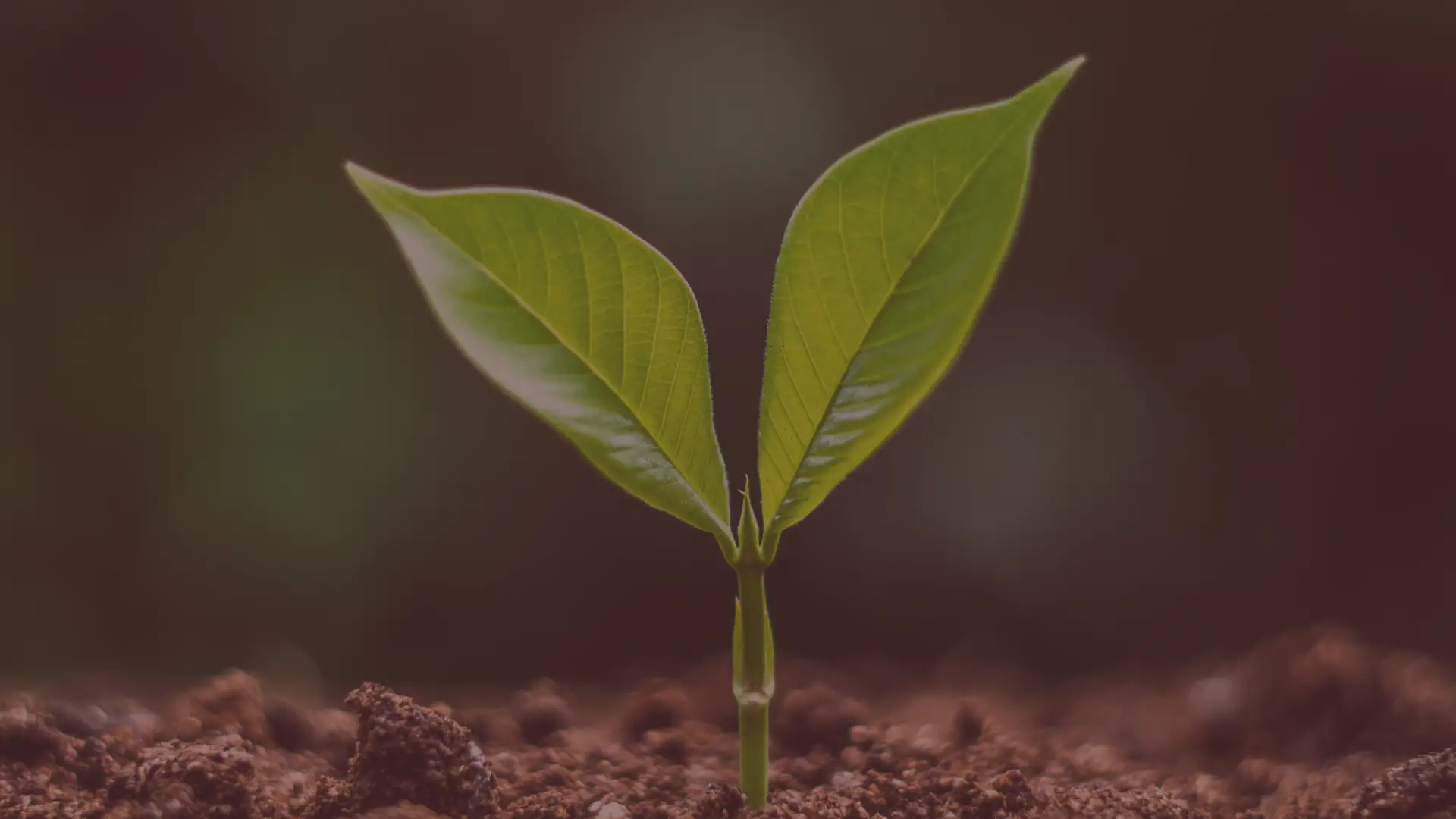 شتلة خضراء تنمو من التربة رمزاً لنماء العطاء